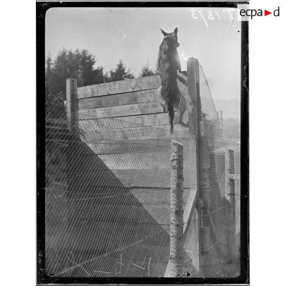 (Wesserling). (Chien sentinelle). Chenil militaire. 8-1916. [légende d'origine]