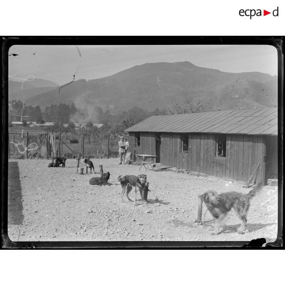 (Wesserling). Chiens (sentinelles). Chenil militaire. [légende d'origine]