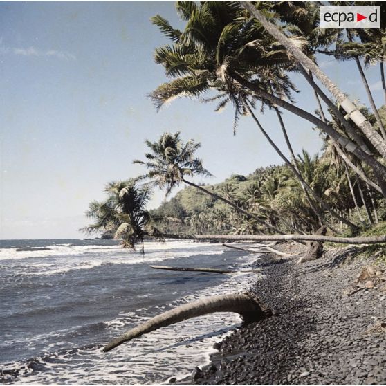 Paysage littoral de Tahiti : plage, cocotiers et océan.