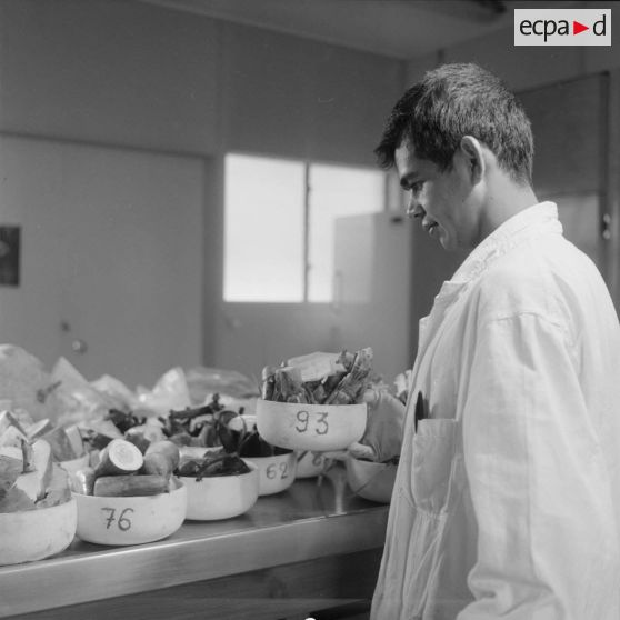 Portrait d'un laborantin participant au contrôle de la contamination d'éléments nutritifs au centre de contrôle biologique du centre technique (CT) de Mahina (Tahiti). Echantillons d'aliments prélevés.