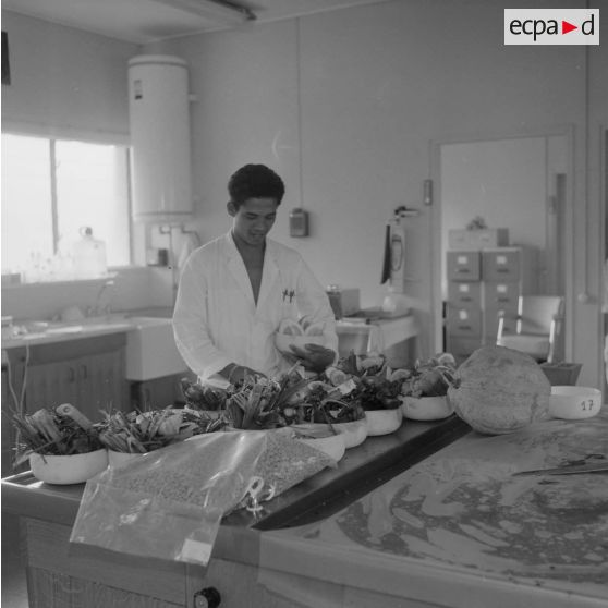 Portrait d'un laborantin participant au contrôle de la contamination d'éléments nutritifs au centre de contrôle biologique du centre technique (CT) de Mahina (Tahiti). Echantillons d'aliments prélevés.