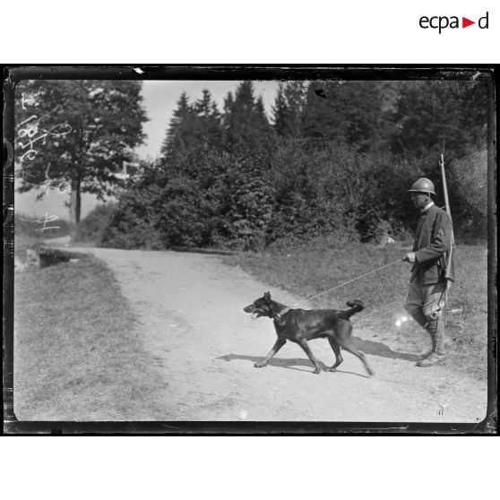 (Wesserling). Chiens (sentinelles). Chien allant aux tranchées. [légende d'origine]