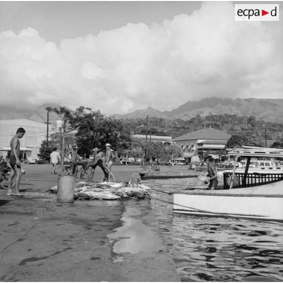 La pêche du jour débarquée sur le quai du port de Papeete (Tahiti), 1964.