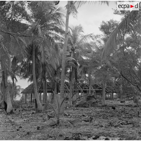 Infrastructures de la zone de vie et végétation. Abri en construction. Peut-être sur l'atoll d'Hao.