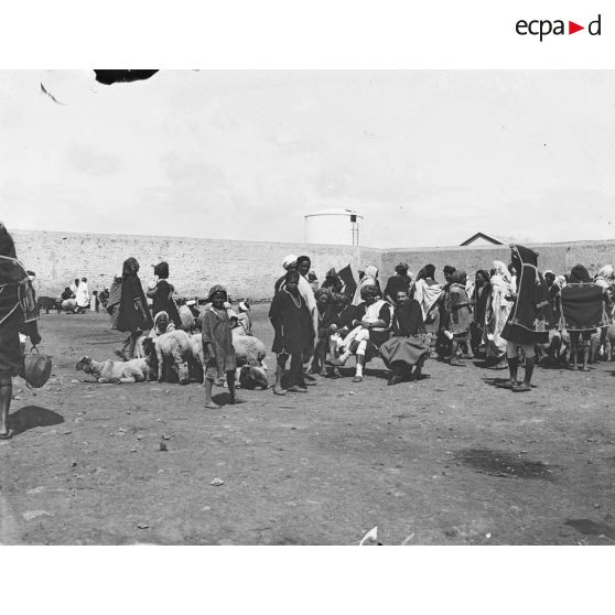 17. [Tunisie, 1902-1903. Marché aux animaux.]