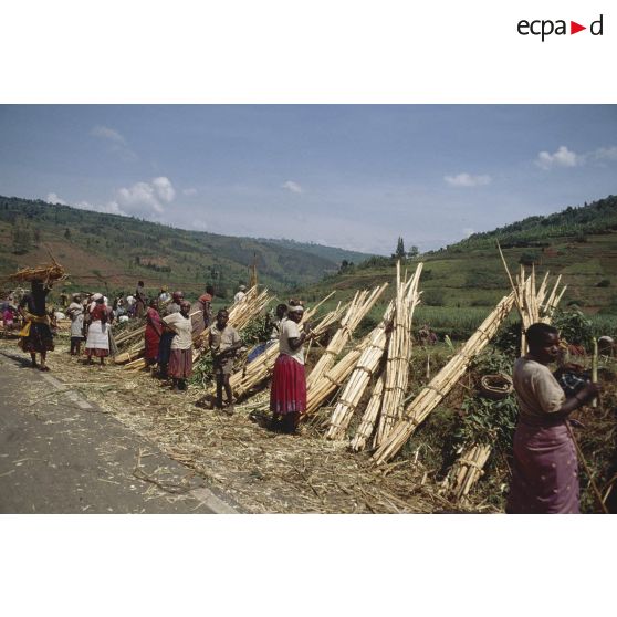 Camp de réfugiés de Nyacyonga sur la route de Byumba à 10 km de Kigali. Transport de fagots par les réfugiés.