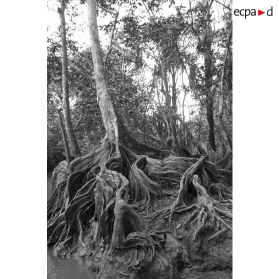 Végétation de mangroves dans une crique du fleuve Mahury en zone d'instruction de Tuff, en Guyane française.