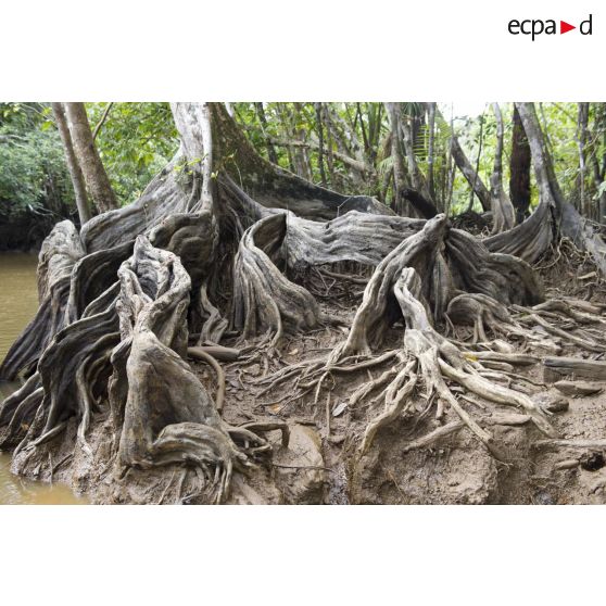 Végétation de mangroves dans une crique du fleuve Mahury en zone d'instruction de Tuff, en Guyane française.