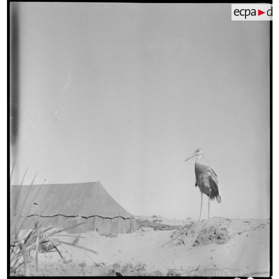 Une cigogne sur la base du GC II/5.