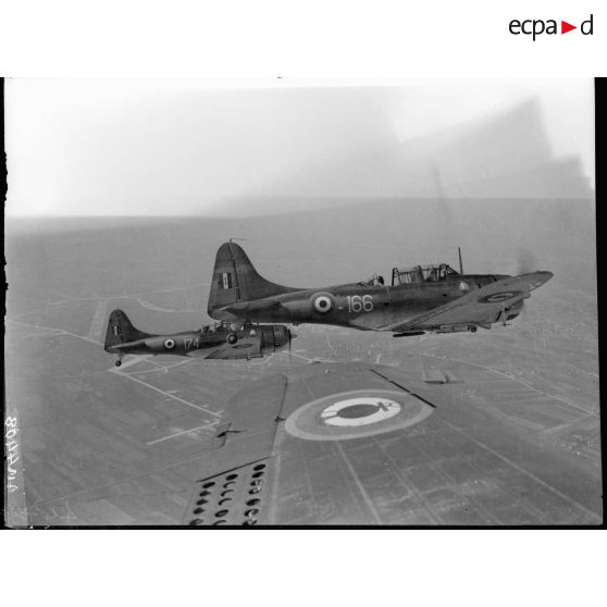 Bombardiers en piqué Douglas SBD-3 Dauntless (version A-24) en plein vol.