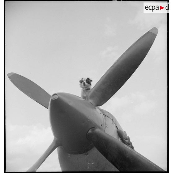 La mascotte du groupe de chasse (GC) II/7 Nice sur un Spitfire Mk V de l'unité.