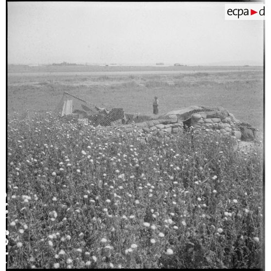 Pièce d'artillerie anti-aérienne camouflée par des filets de camouflage près de Bizerte.