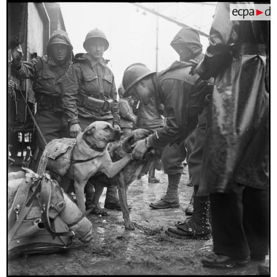 Chasseurs alpins et chiens de la 27e DBCA sur un quai du port de Brest.