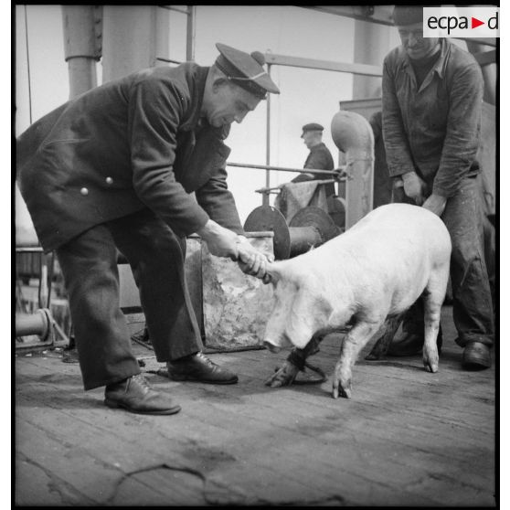 Chargement d'un  porc à bord d'un cargo.