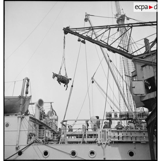 Embarquement à bord de paquebots de mulets destinés aux troupes du CEFS.