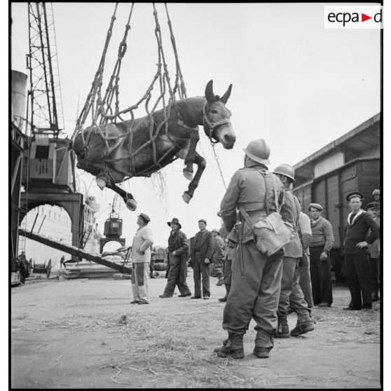 Embarquement à bord d'un paquebot d'un mulet destiné aux troupes du Corps expéditionnaire français en Scandinavie (CEFS).