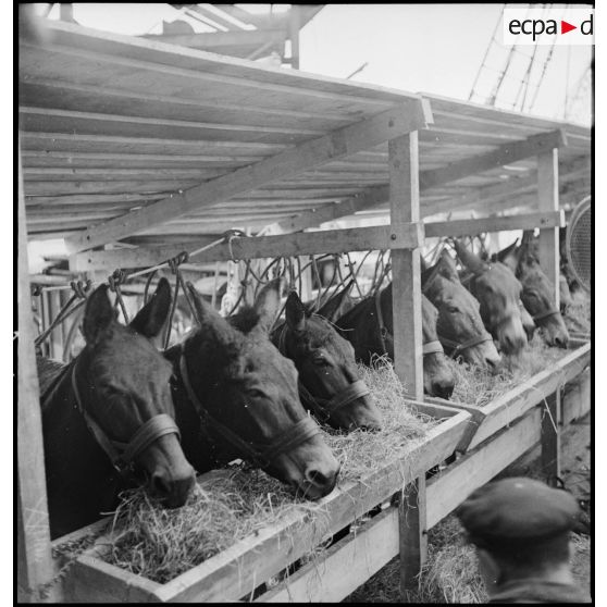 Installation des mulets destinés au CEFS devant des mangeoires.