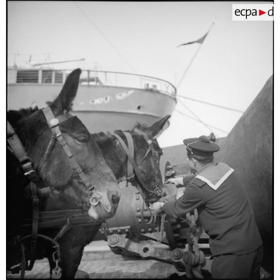 Mulets destinés au Corps expéditionnaire français en Scandinavie (CEFS) sur un quai du port de Brest.