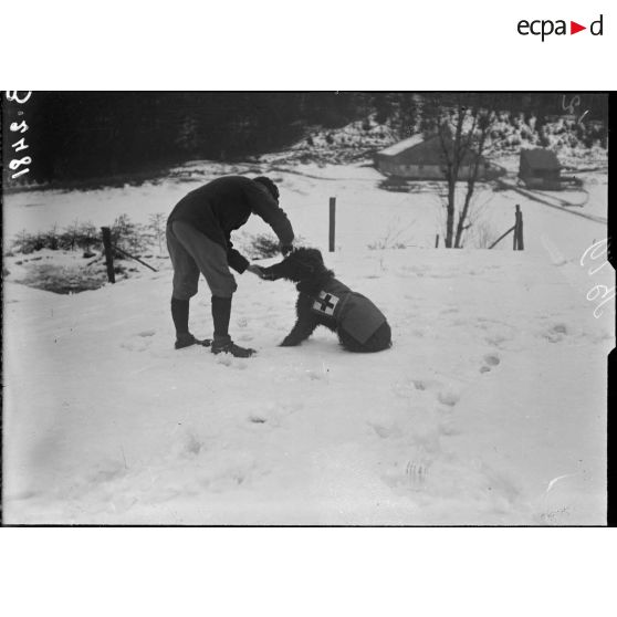 Vosges, chien sanitaire rapportant un béret. [légende d’origine]