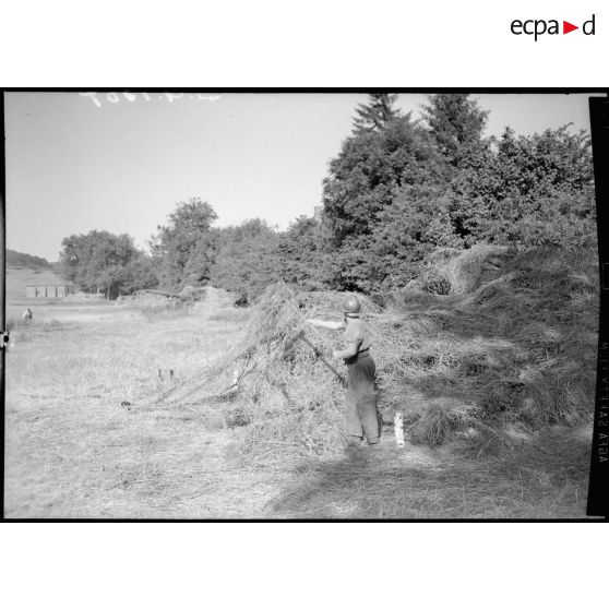 Un soldat camoufle une pièce d'artillerie avec du foin à l'orée d'un bois.