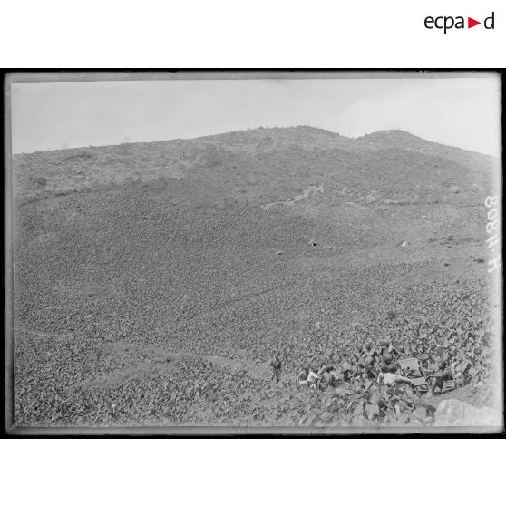 De Mbureku à Poala, altitude 1800 m environ. Culture de macabos sur les pentes de l'Eboga. [légende d'origine]