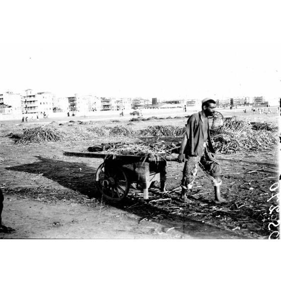 Port-Saïd. Le marché arabe. Un déchargement de poisson. [légende d'origine]