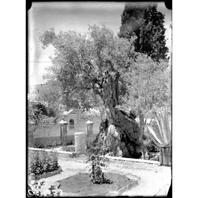 Gethsemani. Vieil olivier. [légende d'origine]