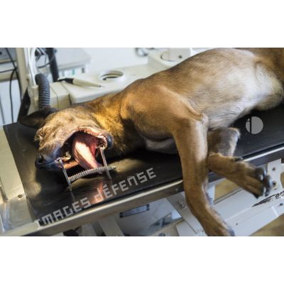 Un chien du 132e BCAT (bataillon cynophile de l'armée de Terre) est anesthésié sur une table d'examen de la clinique vétérinaire afin d'y subir un détartrage.