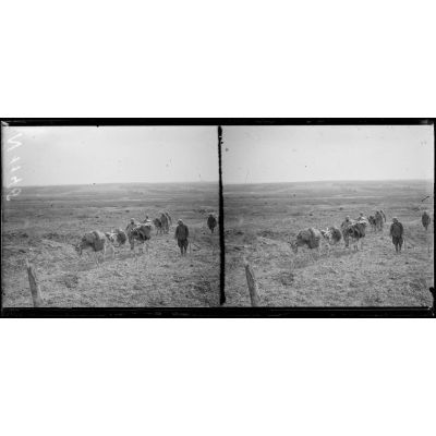 Région du Mont sans nom (Marne). Piste de Ham ; bourriquets transportant des munitions à  travers les positions conquises. [légende d'origine]