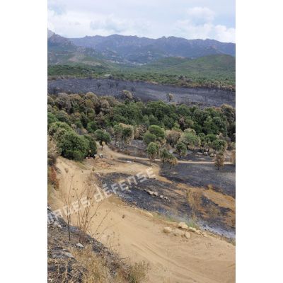 En Corse, dans la vallée de Péri, la forêt touchée par l'incendie lors de l'opération Hèphaïstos.