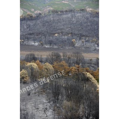 En Corse, dans la vallée de Péri, la forêt dévastée par l'incendie lors de l'opération Hèphaïstos.