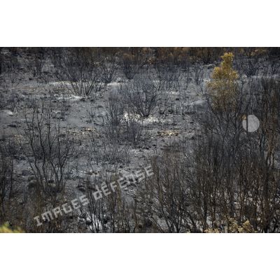 En Corse, dans la vallée de Péri, la végétation carbonisée par les incendies lors de l'opération Hèphaïstos.