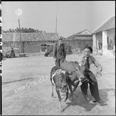 Soldat menant une vache et un veau qui viennent d'être capturés, dans la cour du cantonnement du RBCEO.