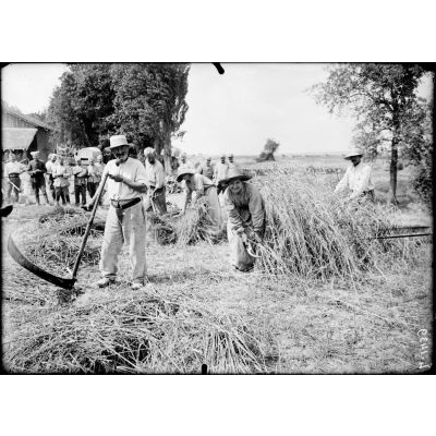 Les travaux des champs sur le front de Champagne (environs de Suippes). Paysans et paysannes aux travaux de moisson. [légende d'origine]