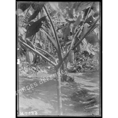 Travaux agricoles a Djombé, avril 1917.