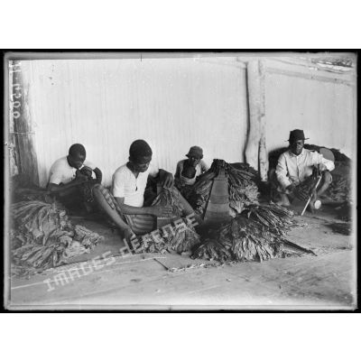 Djombé. Mesure en longueur des manoques de tabac avant leur mise en balles. [légende d'origine]
