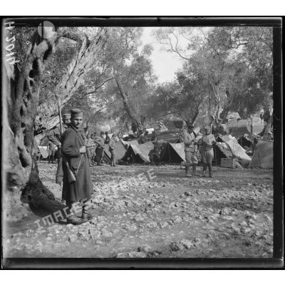 Corfou. Camp d'Ipsos. Camps d'un régiment d'artillerie de la division de la Drina.  [légende d'origine]