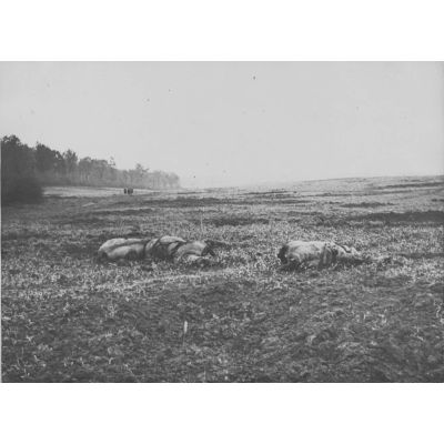 V2671 / 31. Bois d'Aquennes (Somme) avec Villiers Bretonneux à l'horizon.