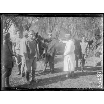 Sopotznni. Camp russe, vétérinaire français examinant les chevaux blessés. [légende d'origine]
