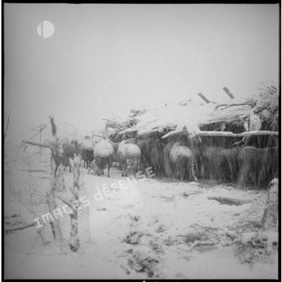 Rassemblés autour d'un abri, plusieurs moutons tentent de se protéger des chutes de neige. [légende d'origine]