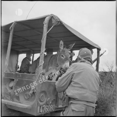 Au cours d'une opération militaire, un âne est photographié à bord d'un camion de transport de troupes. [légende d'origine]