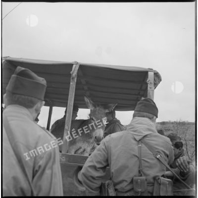 Au cours d'une opération militaire, un âne est photographié à bord d'un camion de transport de troupes. [légende d'origine]