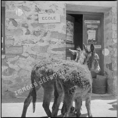 Deux ânes sont photographiés devant l'entrée de l'école d'un village. [légende d'origine]