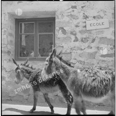 Deux ânes sont photographiés devant l'entrée de l'école d'un village. [légende d'origine]