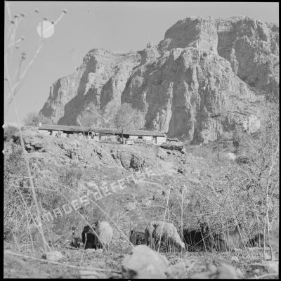 [Vue des montagnes et d'une bâtisse du cantonnement du PC du 2/8e RIM de Tissemiran-Haut. Au premier plan, des chèvres et des moutons.]