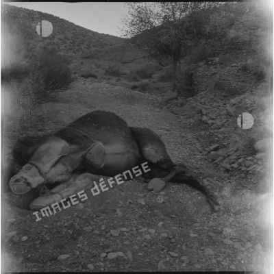 [Cadavre d'un dromadaire gisant sur une route des monts des Ksour.]