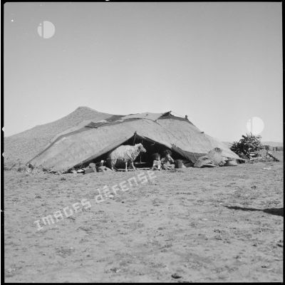 [Enfants assis devant une tente traditionnelle dans un camp de regroupement de nomades à Aïn Skhouna.]