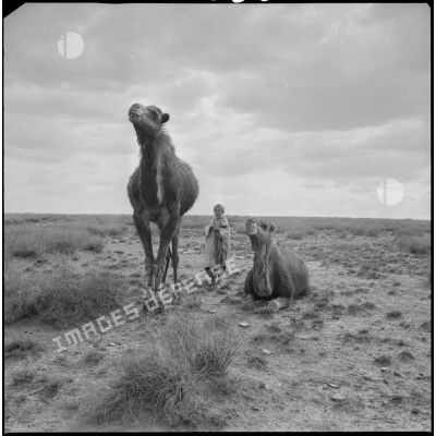 [Jeune garçon algérien posant près de dromadaires dans la région de Saïda.]