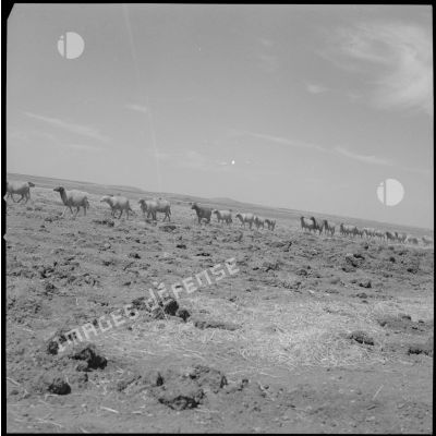 [Troupeau de moutons près d'un champ à Aïn Sekhouna.]