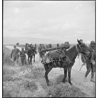 Une colonne hippomobile du 67e RAA (régiment d'artillerie d'Afrique) de la DMC (division de marche de Constantine) monte en ligne dans le secteur d'Ousseltia. Le mulet du premier plan est chargé d'un canon de montagne de 65 mm, modèle 1906.